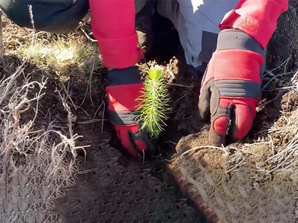 A photo of hands planting a small tree in the dirt