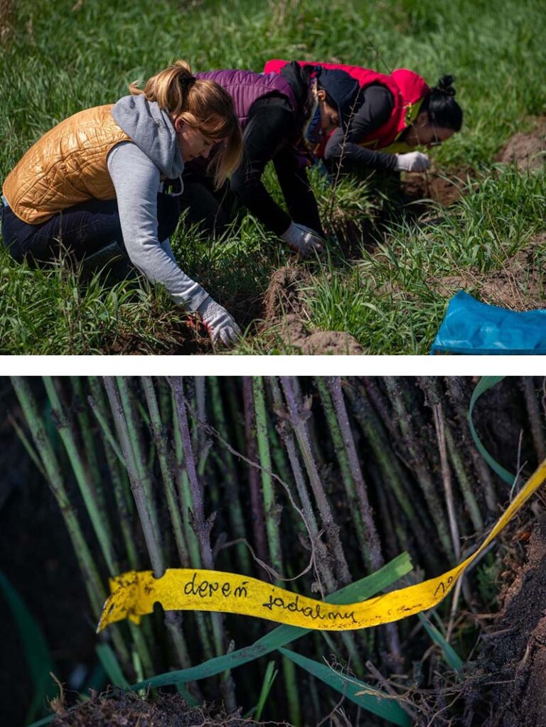 Photos of the Euronet team in Poland planting trees