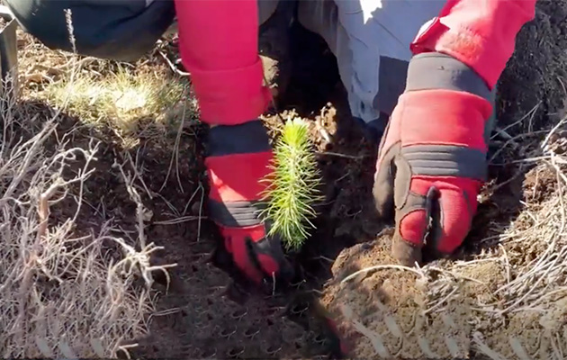 Photo of a tree being planted.